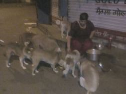 Feeding Program, Vaccination drives&Emergency fund for Vikhroli Strays