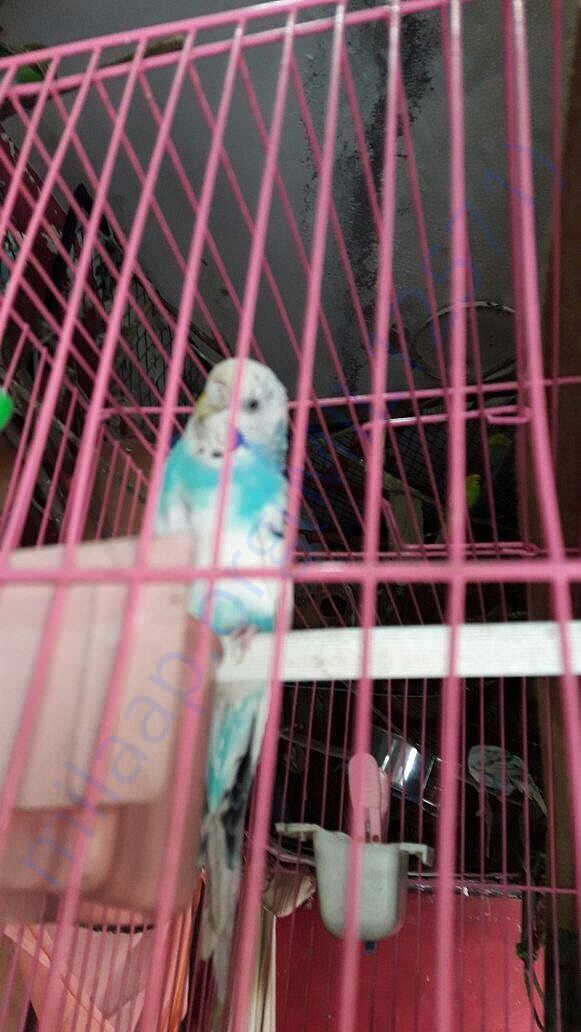One eye bird