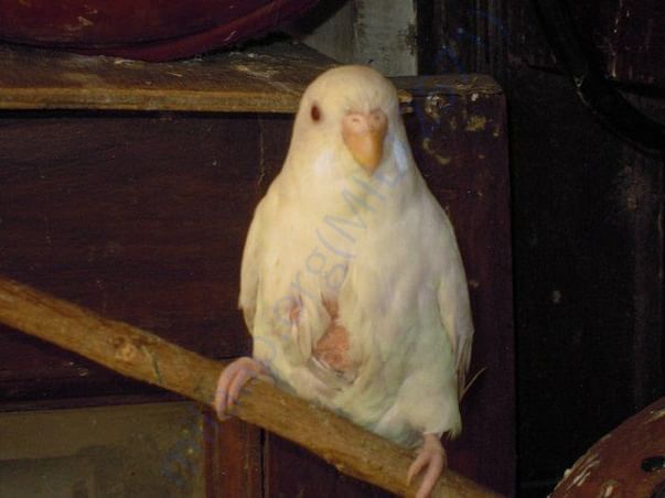 Tumor