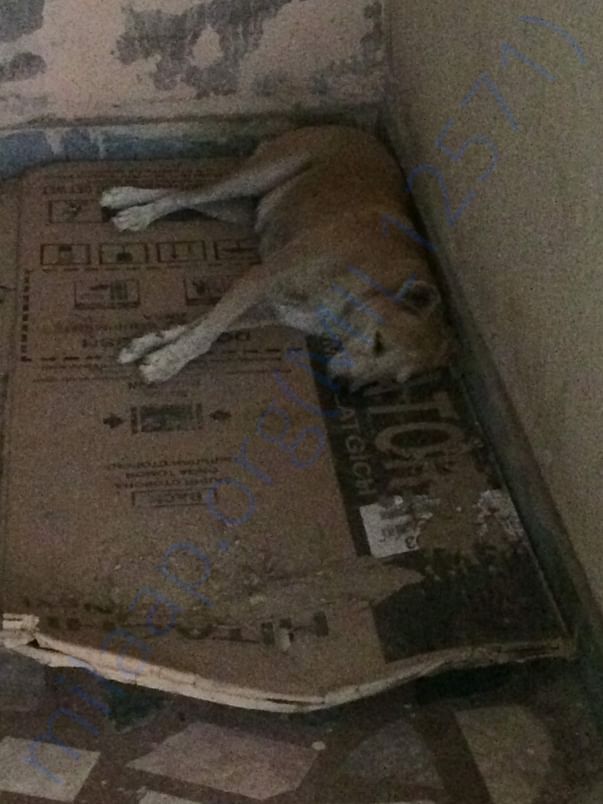 Old stray