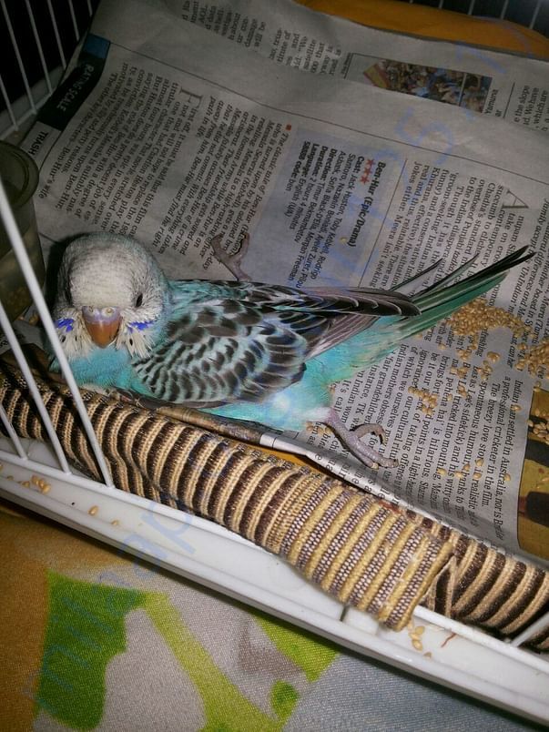 Sick birds