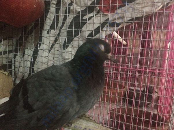 Blind pigeon