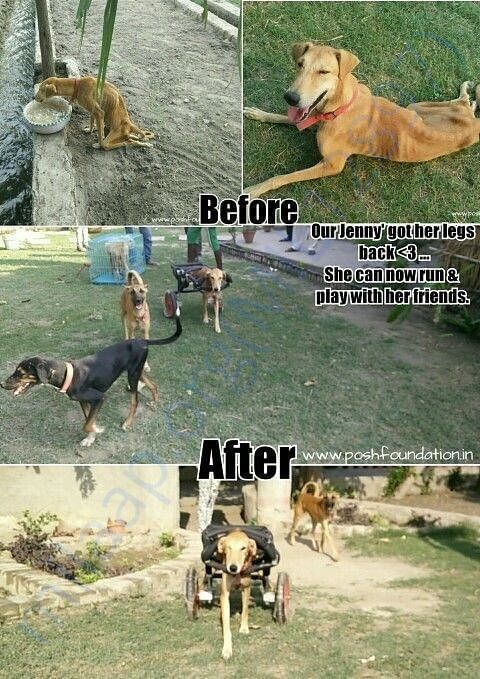 Help these poor animals by giving a second chance to live