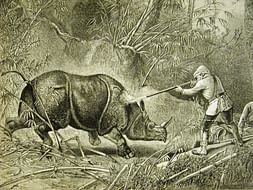 Short Film "UNICORN" - about the extinction of rhinocerous