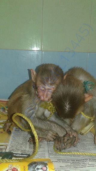 Minnie and Macho when rescued