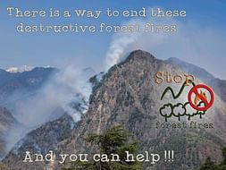 Help Save The Himalayan Forests In Kullu.