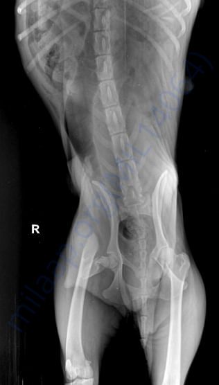 X-Ray of Whity
