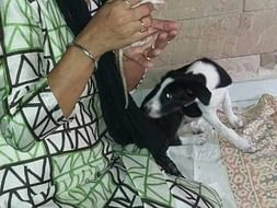 Help For Injured And Paralysed Animals