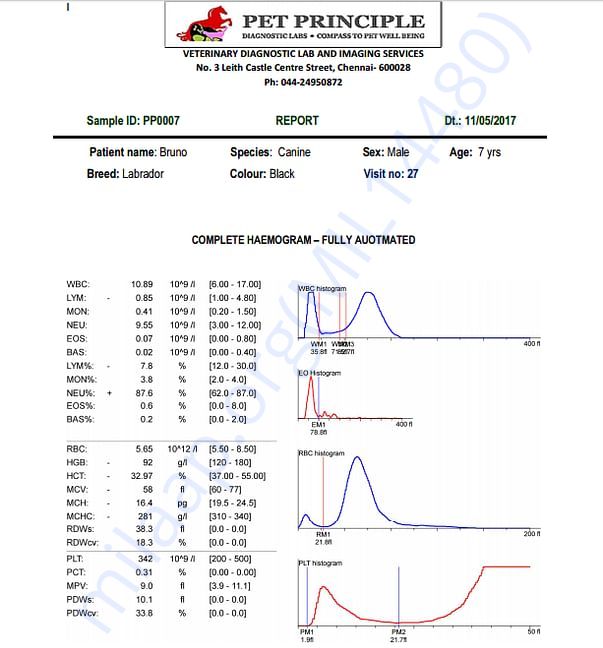 Bruno Report 1st page