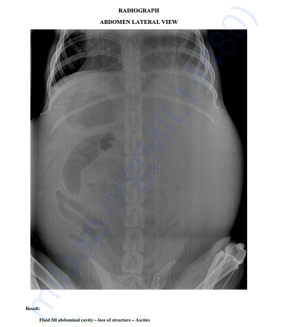 Bruno X-Ray 1