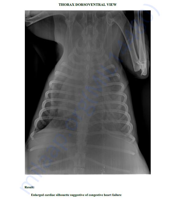 Bruno X-Ray 2