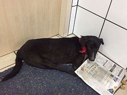 Help Stray & Abandoned Animals