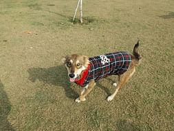 Help Guddu find a forever home