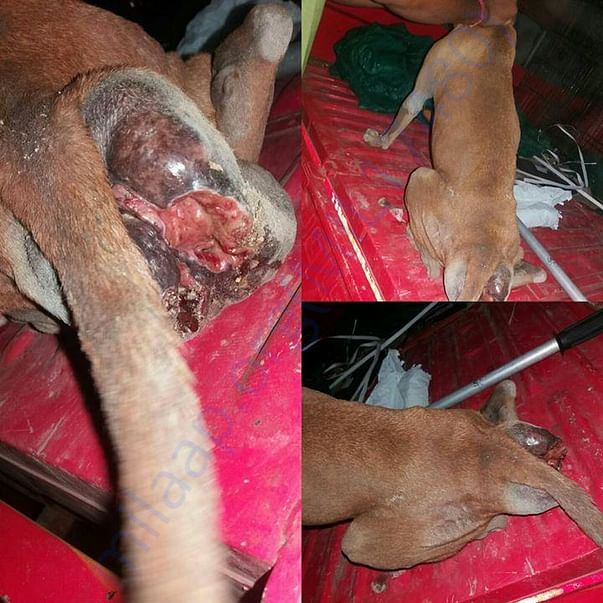 Zahra When Rescued