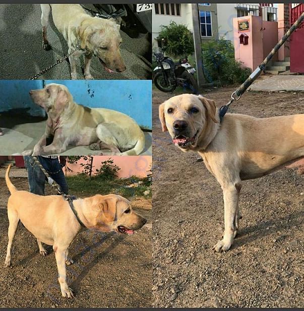 Arturo Now ready for his forever home