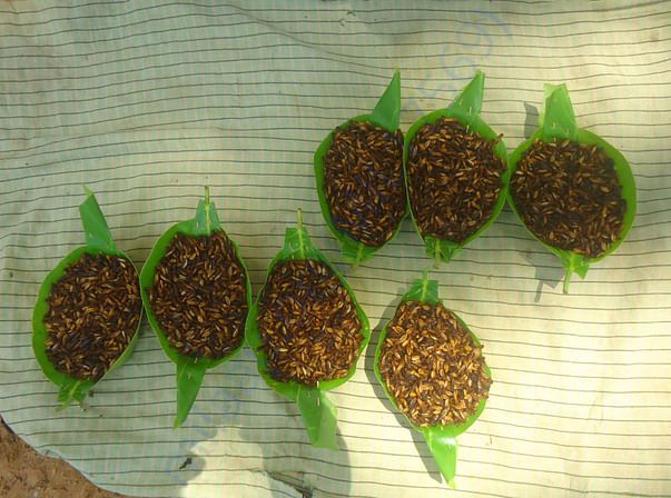 कोलई (मेफ्लाई) कीड़े