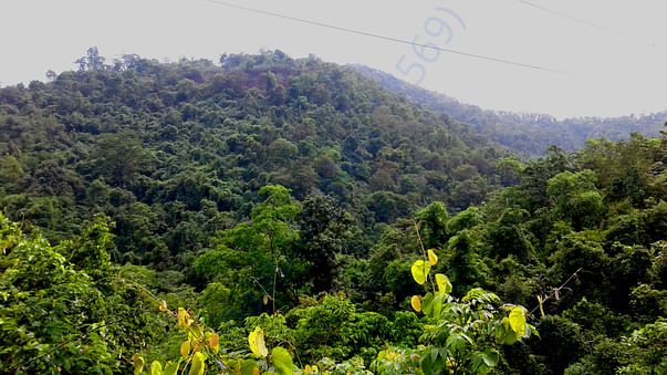 सारंडा जंगल का नजारा