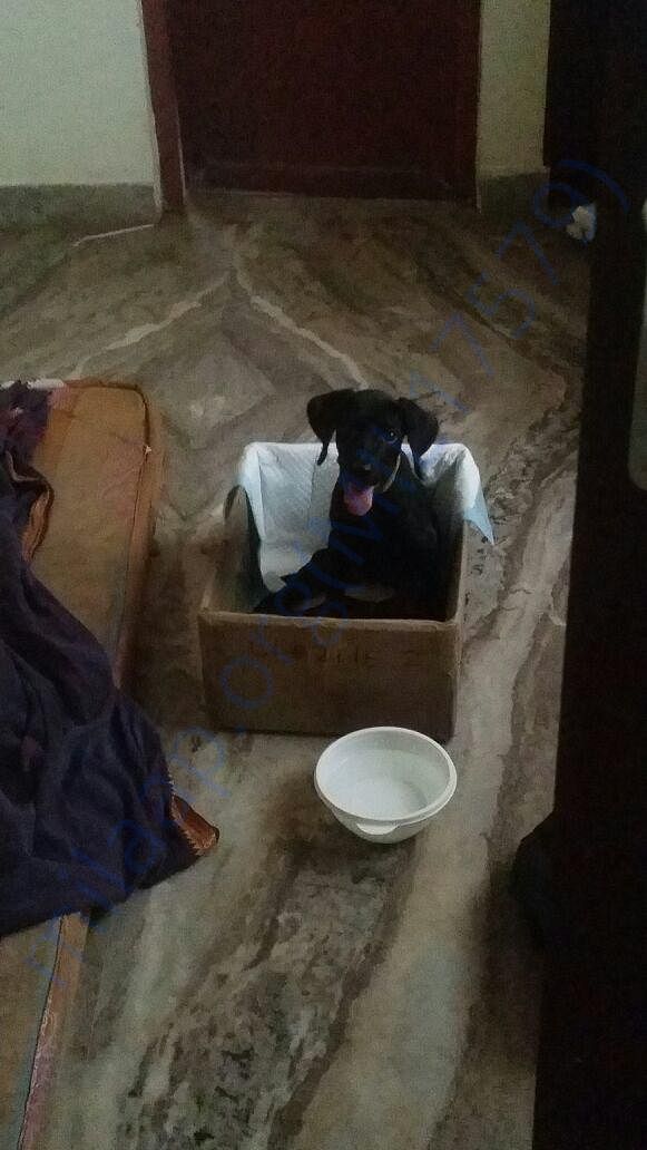Photo of Blacky - A puppy who battled Parvo and vehicle accident.
