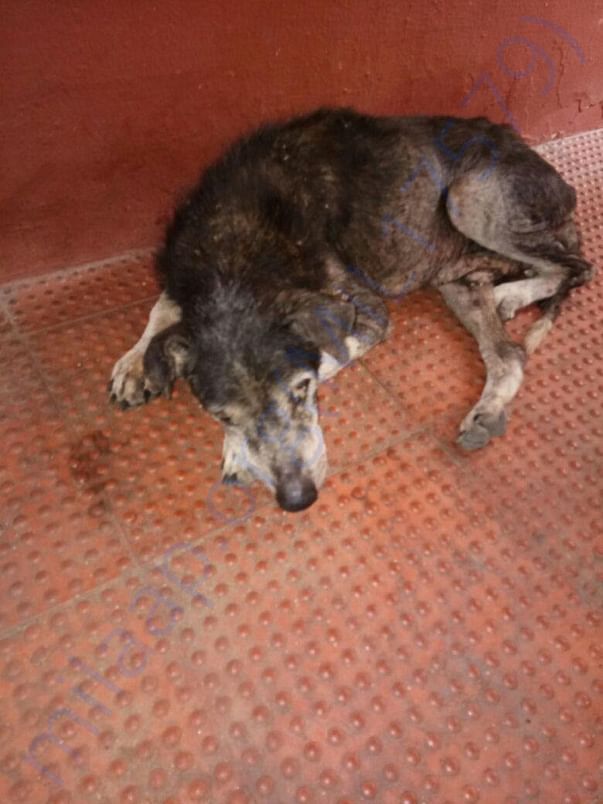 Grandpa Pic - An old dog who is suffering from Tick Fever and Anemia.