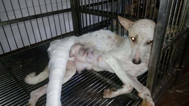 Photo of Whity when she was admitted for treatment few months back.