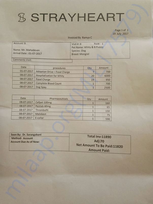 Whity Bill for Spaying (Birth Control Surgery)