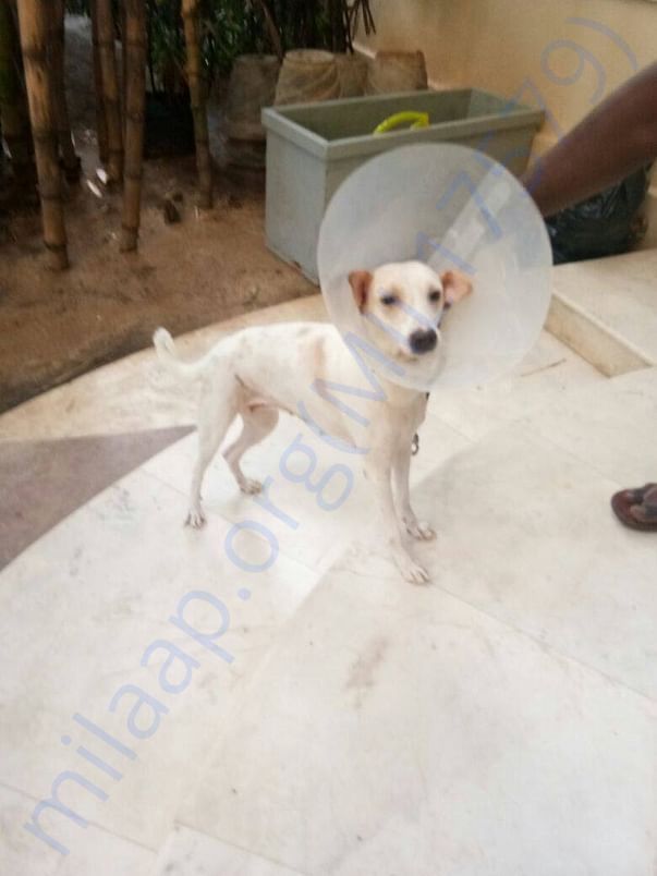 Current Picture of Whity after Spaying