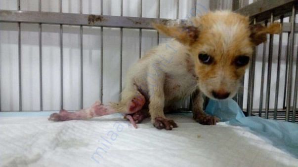 Sammy Pic - Who suffered from Spinal Injury and Lice Infection.
