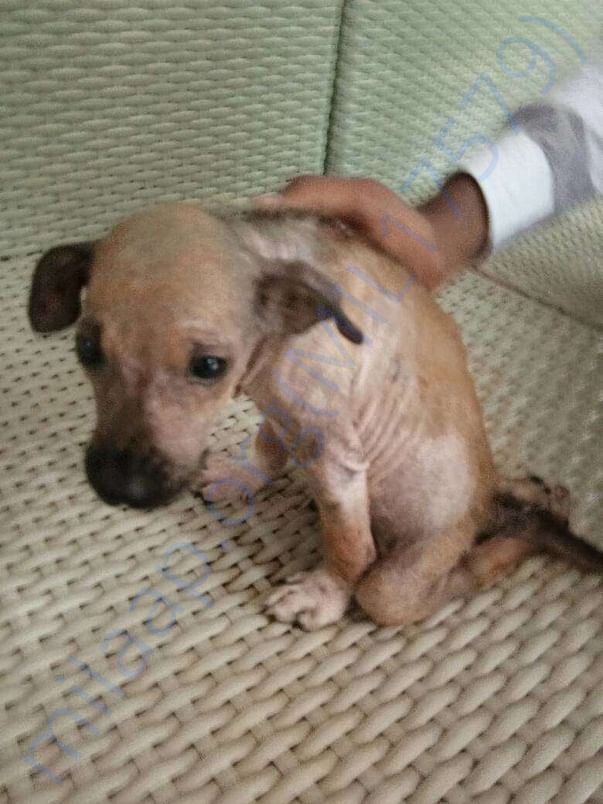Talky Pic - Who suffered motorcycle accident and suffering from Mange