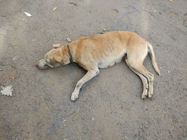 Madam Pic - An abandoned dog who was rescued and sent to foster home