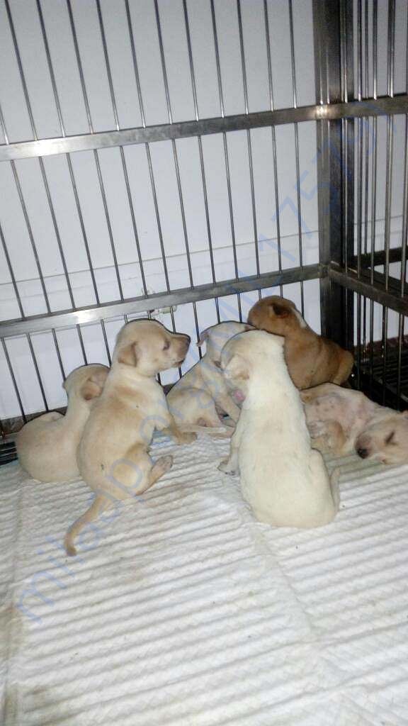 Whity Puppies