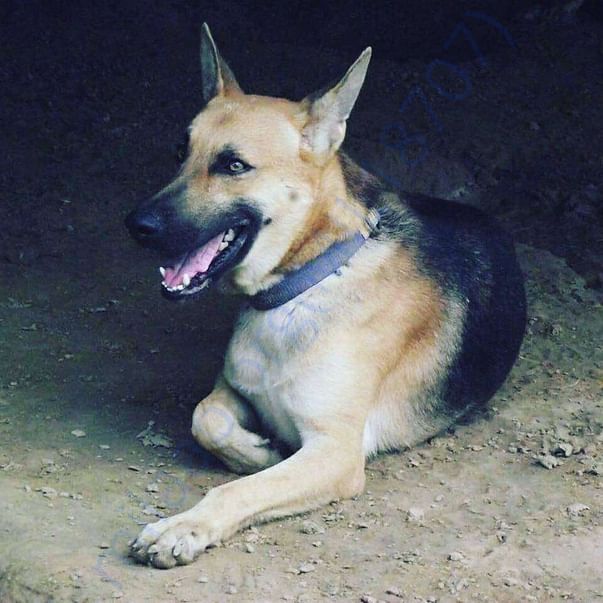 Abandoned hybrid dogs and more.. almost 90 dogs.. and counting