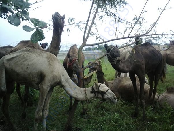 33 camels rescued from slaughter, now at PFA's shelter