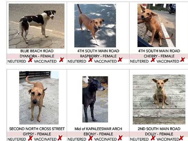 Grp of 7-aim to vaccinate & spay streeties in nagar and protect them
